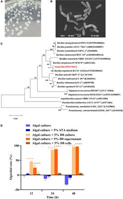 Algicidal characteristics of novel algicidal compounds, cyclic lipopeptide surfactins from Bacillus tequilensis strain D8, in eliminating Heterosigma akashiwo blooms